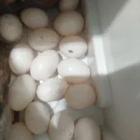 تخم کبوتر