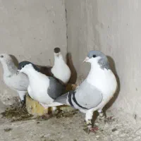 کفتر رنگه|پرنده|مشهد, فرودگاه|دیوار