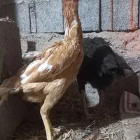 تیرچه مهندسی ۶متری مرغ|حراج|سراب, |دیوار