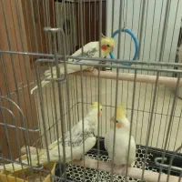 عروس هلندی ۵ ماهه لوتینو