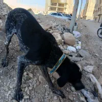 توله سگ شکاری دنبلان|سگ|گلی داغ, |دیوار