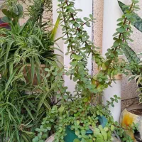 گل آپارتمانی سرحال گلدان هر دو سفال سنتی رنکی|گل و گیاه طبیعی|مراغه, |دیوار