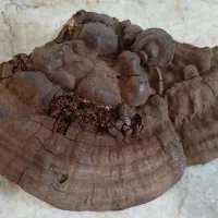 قارچ گانودرما|خوردنی و آشامیدنی|تهران, شهرک گلها (تهرانسر)|دیوار