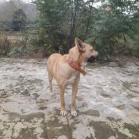 سگ مالینیوز بلژیکی ماده ۹ماه|سگ|رحیمآباد, |دیوار