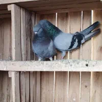 یه جفت سبز نره ماده باز دار