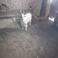 نر بز جلوکش|حیوانات مزرعه|آبکوه, |دیوار