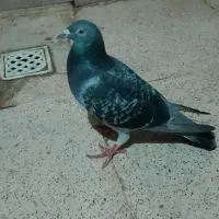 یک جفت کبوترپلاکی