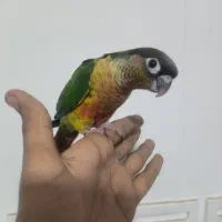 گرینچیک معاوضه با جوجه ملنگو