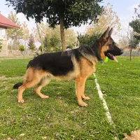 ژرمن شولاین ماده