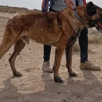 سگ سرابی|سگ|صوفیان, |دیوار