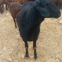 قوچ