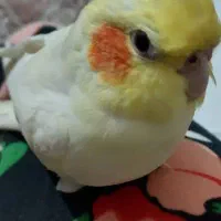 عروس هلندی گمشده محدوده نارمک