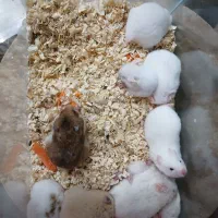 همستر های خوش رنگ|موش و خرگوش|کرج, کرج نو|دیوار