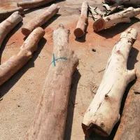 قطع و برش درخت رایگان|خدمات باغبانی و درختکاری|بوشهر, |دیوار