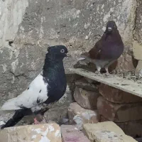 دوعدد کبوتر پرشی گرفتنی