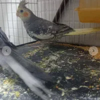 دو عدد عروس هلندی|پرنده|آشخانه, |دیوار