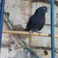 کفتر|پرنده|کاشان, کارگر|دیوار