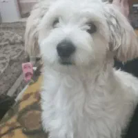 سگ اشپیتز تریر|سگ|رشت, جماران|دیوار