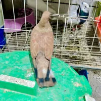 پرنده یا کبوتر کله ای یا تاپ طلایی