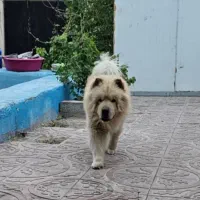 سگ چاوچاو نر ۲ساله