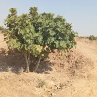 باغ انجیر منطقه خرامه بر جاده اصلی|فروش زمین و ملک کلنگی|خرامه, |دیوار