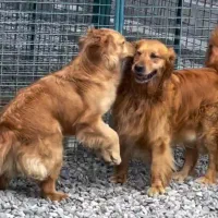 گلدن رتریور|سگ|بومهن, |دیوار