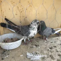 کفتر مولد پرشی