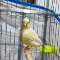 قناری ماده موزاییکی|پرنده|مسجد سلیمان, |دیوار