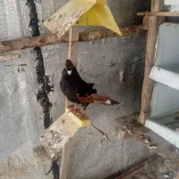یک  صرب ماده اصل  ویک طوقی سیاه|پرنده|بندر دیر, |دیوار