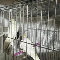 جفت لوتینو دست سخنگو|پرنده|شاهینشهر, فردوسی|دیوار