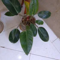 سه تا گلدان گل|گل و گیاه طبیعی|اصفهان, مفتح|دیوار