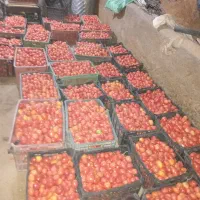 گوجه فرهنگی|خوردنی و آشامیدنی|موچش, |دیوار