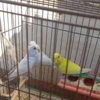 جوجه مرغ عشق|پرنده|اندیمشک, |دیوار