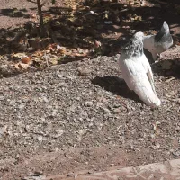 کله الماسی و کله سبز کلاهی|پرنده|کرمان, |دیوار