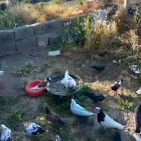 یک لانه کبوتر|پرنده|نوشین شهر, |دیوار