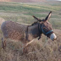 حیوانات