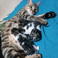 بچه گربه