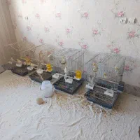 فروش حدود ۱۰ عدد عروس هلندی با قفس و کلیه وسایل