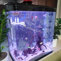 فروش فوری فوری آکواریوم دلسا