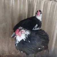 جوجه خروس گلین