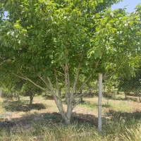 باغ چغادون لوکیشن