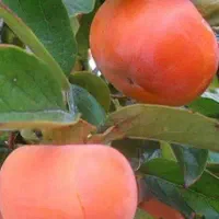 خریدار خرمالو