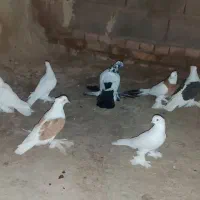 عشق