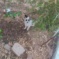 سگ پا کوتاه|سگ|مسجد سلیمان, |دیوار