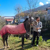 اسب نژادکرد