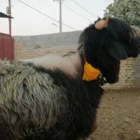 بره قوچ  کهره  بز  میش|حیوانات مزرعه|شیراز, گویم|دیوار