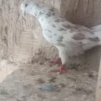 کفتر|پرنده|سیرجان, |دیوار