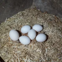 تخم نطفه دارمرغ سیبرایت