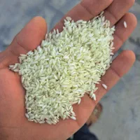 برنج عنبربو در یک بشرط|عمدهفروشی|شادگان, |دیوار