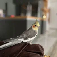 عروس هلندی نر سخنگو همراه با قفس